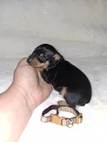 AKC Black M 🤎, a male Miniature Pinscher for sale in Ocala, FL – 1 of 9