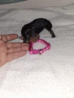 Black / rust F 💓, a female Miniature Pinscher for sale in Ocala, FL – 3 of 8