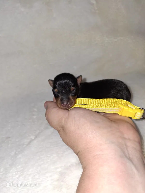 Black and rust 💛 – Miniature Pinscher puppy for sale in Ocala, FL