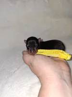 Black and rust 💛, a male Miniature Pinscher for sale in Ocala, FL – 1 of 6