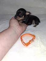 AKC Black M 🍊, a male Miniature Pinscher for sale in Ocala, FL – 3 of 9