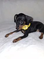 AKC Black M 💛, a male Miniature Pinscher for sale in Ocala, FL – 4 of 9