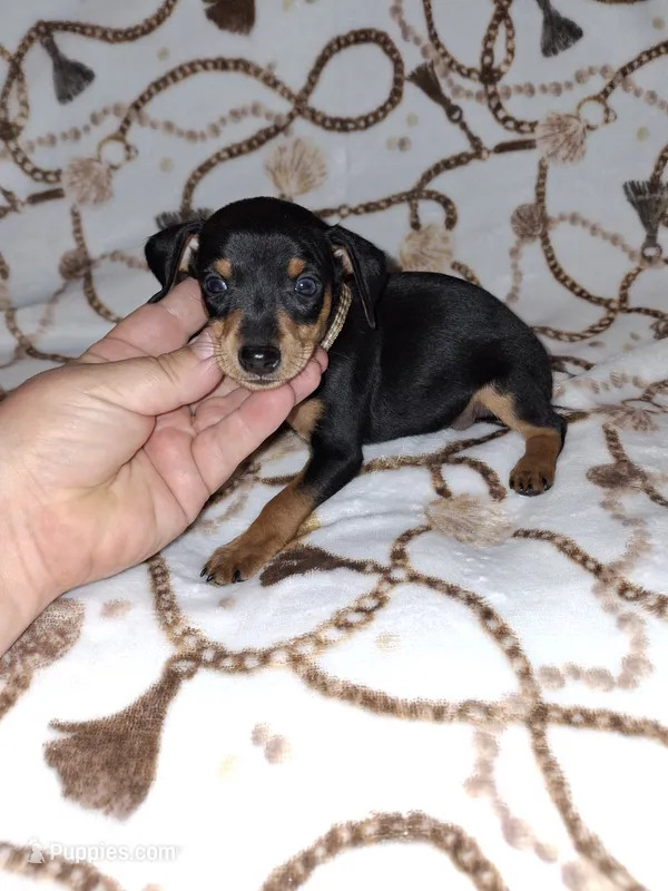 AKC Black M 🤎 – Miniature Pinscher puppy for sale in Ocala, FL