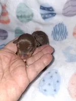 Chocolate M #2, a male Miniature Pinscher for sale in Ocala, FL – Photo 2 of 3