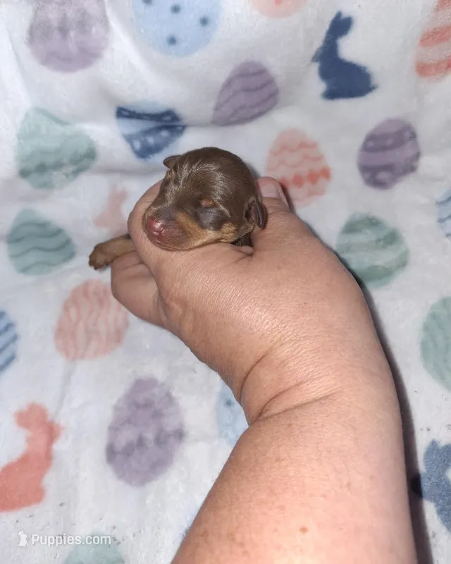 Chocolate M #2 – Miniature Pinscher puppy for sale in Ocala, FL
