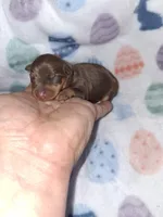 Chocolate M #2, a male Miniature Pinscher for sale in Ocala, FL – Photo 3 of 3