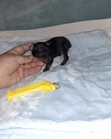Black / rust M 💛, a male Miniature Pinscher for sale in Ocala, FL – 4 of 7
