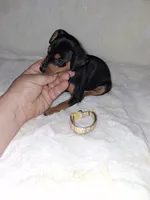 Harlequin Pinscher M🥇, a male Miniature Pinscher for sale in Ocala, FL – 3 of 7