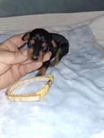 Black/ rust M🥇, a male Miniature Pinscher for sale in Ocala, FL – 5 of 8