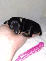 Black/ rust 🩷, a female Miniature Pinscher for sale in Ocala, FL – 3 of 9