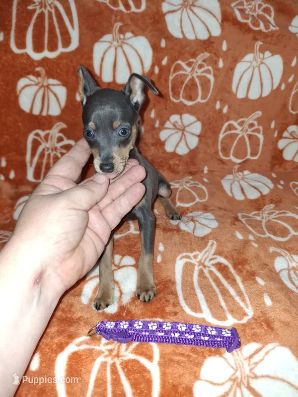 Blue/ tan F 💜 – Miniature Pinscher puppy for sale in Ocala, FL