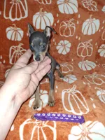 Blue/ tan F 💜, a female Miniature Pinscher for sale in Ocala, FL – 1 of 10