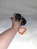 AKC Black M 🍊, a male Miniature Pinscher for sale in Ocala, FL – 4 of 9