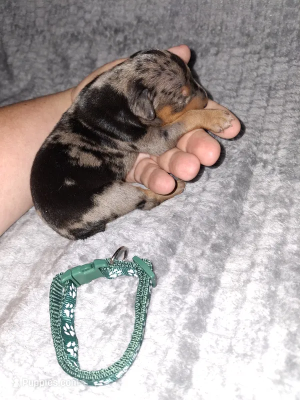 Black merle M – Miniature Pinscher puppy for sale in Ocala, FL