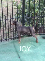 AKC black F 🩷, a female Miniature Pinscher for sale in Ocala, FL – 7 of 7