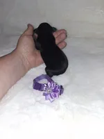 AKC Black F 💜, a female Miniature Pinscher for sale in Ocala, FL – 2 of 5