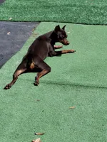 Black merle F 🧡, a female Miniature Pinscher for sale in Ocala, FL – 5 of 5