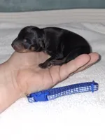 Black/ rust M 💙, a male Miniature Pinscher for sale in Ocala, FL – 2 of 7