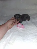 Harlequin Pinscher F, a female Miniature Pinscher for sale in Ocala, FL – 6 of 9