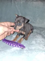 Blue/ tan F 💜, a female Miniature Pinscher for sale in Ocala, FL – 5 of 10