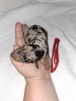 Black merle F ❤️ , a female Miniature Pinscher for sale in Ocala, FL – 2 of 7