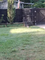 Sunny, a male Shiba Inu for sale in Ocala, FL – 2 of 5