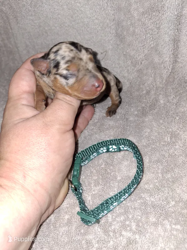 Black merle M 💚 – Miniature Pinscher puppy for sale in Ocala, FL