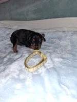 Black/ rust M🥇, a male Miniature Pinscher for sale in Ocala, FL – 4 of 8