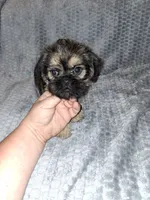 Belge (Rough), a male Brussels Griffon for sale in Ocala, FL – 2 of 3