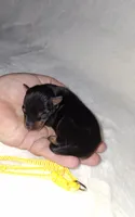 Black and rust 💛, a male Miniature Pinscher for sale in Ocala, FL – 3 of 6
