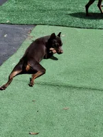 Black/ rust 🩷, a female Miniature Pinscher for sale in Ocala, FL – 9 of 9