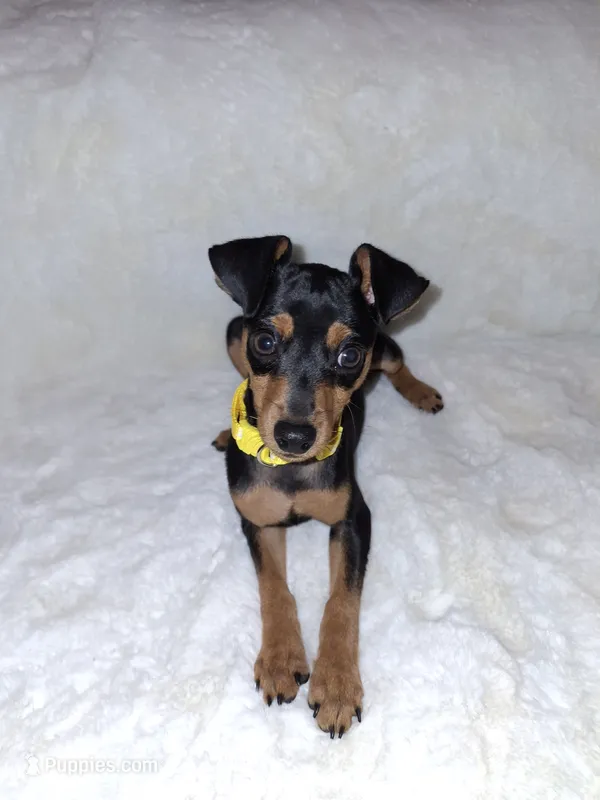 Black/ rust M 💛 – Miniature Pinscher puppy for sale in Ocala, FL