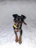 Black/ rust M 💛, a male Miniature Pinscher for sale in Ocala, FL – 1 of 9