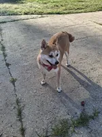 Nala, a female Shiba Inu for sale in Ocala, FL – 4 of 7