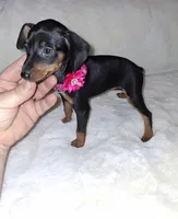 AKC black F 🩷, a female Miniature Pinscher for sale in Ocala, FL – 3 of 7
