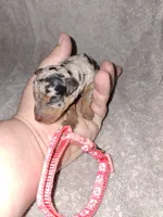 Black merle F 🧡, a female Miniature Pinscher for sale in Ocala, FL – 2 of 5