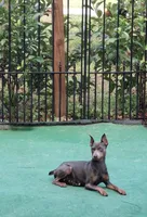 AKC Black F 💜, a female Miniature Pinscher for sale in Ocala, FL – 5 of 5