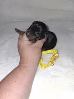 AKC Black M 💛, a male Miniature Pinscher for sale in Ocala, FL – 3 of 7