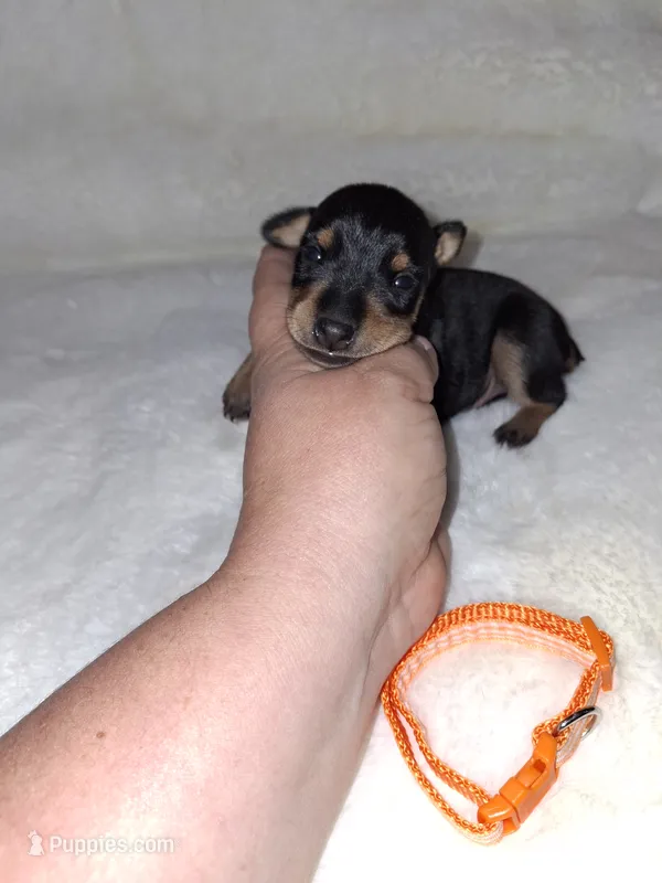 AKC Black M 🍊 – Miniature Pinscher puppy for sale in Ocala, FL