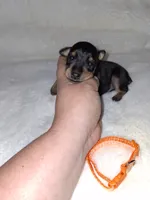 AKC Black M 🍊, a male Miniature Pinscher for sale in Ocala, FL – 1 of 9
