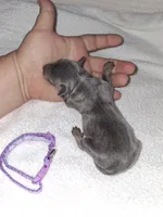 Blue/ tan F 💜, a female Miniature Pinscher for sale in Ocala, FL – 3 of 5