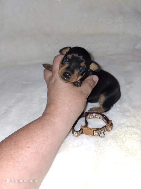AKC Black M 🤎 – Miniature Pinscher puppy for sale in Ocala, FL