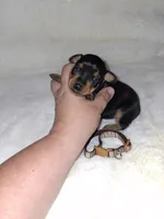 AKC Black M 🤎, a male Miniature Pinscher for sale in Ocala, FL – 4 of 9