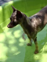 Coming soon!!, a  Miniature Pinscher for sale in Ocala, FL – 5 of 8