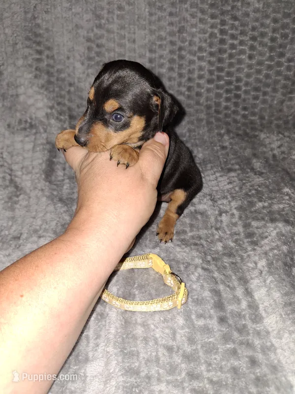 Black/ rust M🥇 – Miniature Pinscher puppy for sale in Ocala, FL