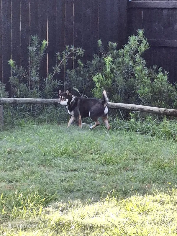 Sunny – Shiba Inu puppy for sale in Ocala, FL