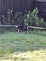 Sunny, a male Shiba Inu for sale in Ocala, FL – 1 of 5
