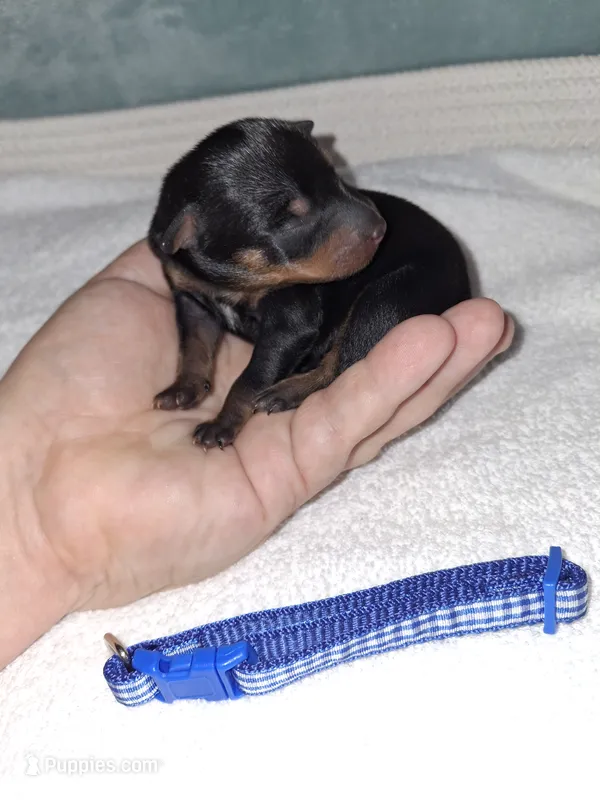 Black/ rust M 💙 – Miniature Pinscher puppy for sale in Ocala, FL