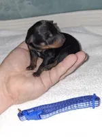 Black/ rust M 💙, a male Miniature Pinscher for sale in Ocala, FL – 1 of 7