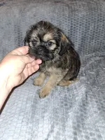 Belge (Rough), a male Brussels Griffon for sale in Ocala, FL – 3 of 3